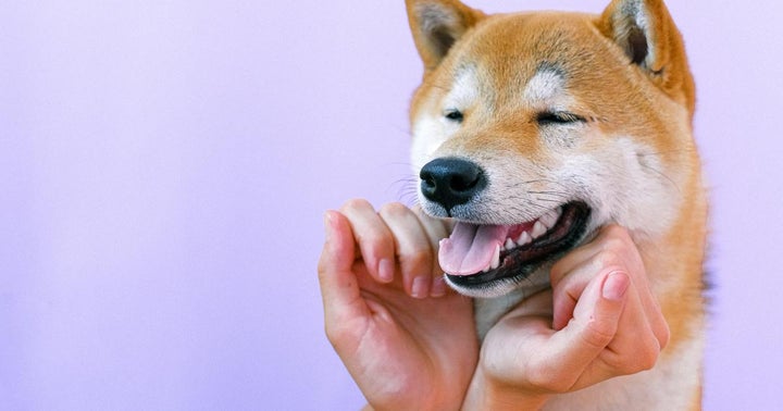 Read more about the article Doge, Shiba Inu Consolidate Following Week's Strong Run; Another Leg-up In The Cards?