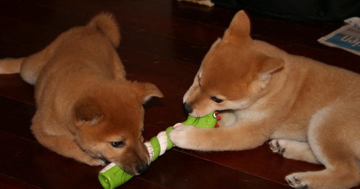 Dogecoin Vs. Shiba Inu: How The Meme Coin Rivalry Pans Out In Recent Crypto Market Recovery