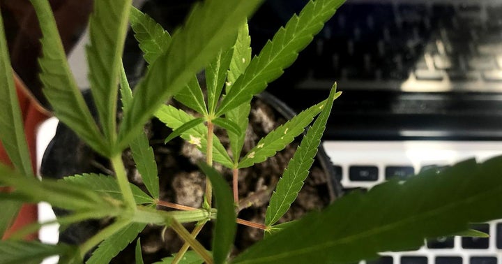 Exclusive: Accela, NCS Analytics Partner On 'All-In-One' Cannabis Regulatory System