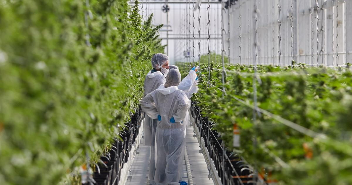 Tilray Posts Wider-Than-Expected Q2 Loss, Revenue Beat