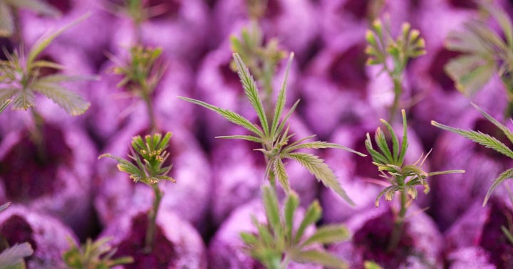 Where Tilray Might Go In Coming Weeks As Cannabis Stock Nears End Of Pattern Where Tilray Might Go In Coming Weeks As Cannabis Stock Nears End Of Pattern