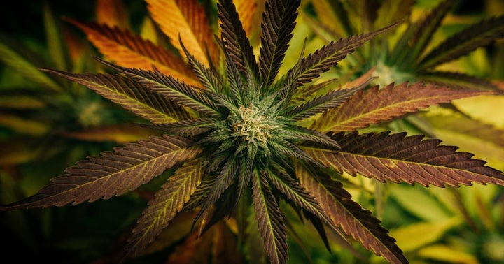 Aurora Cannabis Supporting Medical Cannabis Educational Initiative In Germany
