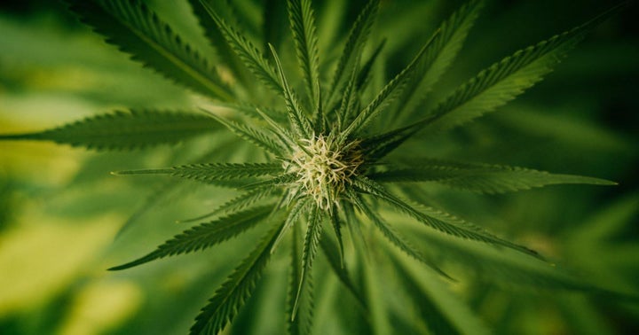 Cannabis Countdown: Top 10 Marijuana And Psychedelics Industry News Stories Of The Week