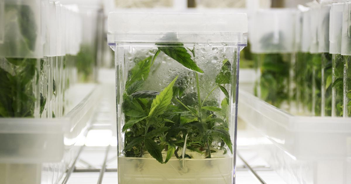 This Company Is Sending Hemp Tissue Culture To Outer Space
