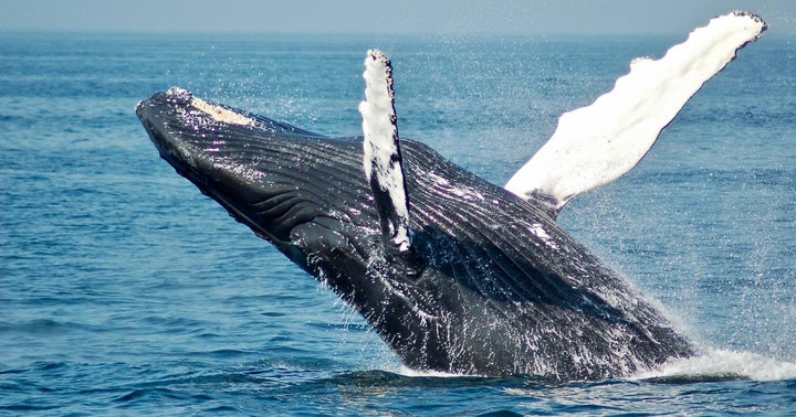 Dogecoin Mega-Whale? Elon Musk Thinks It Could Be Robinhood