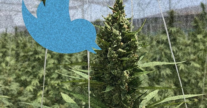 A Leading Cannabis PR Firm Shares Its Top Picks For Journalists To Follow On Twitter