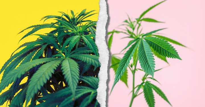 Male Vs Female Marijuana Plants