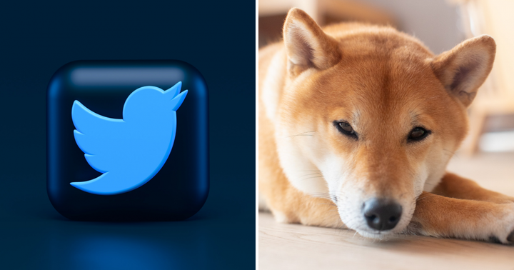 Shiba Inu S Twitter Popularity Wins On Dogecoin Bitcoin And Ethereum Shiba Inu Shib Benzinga