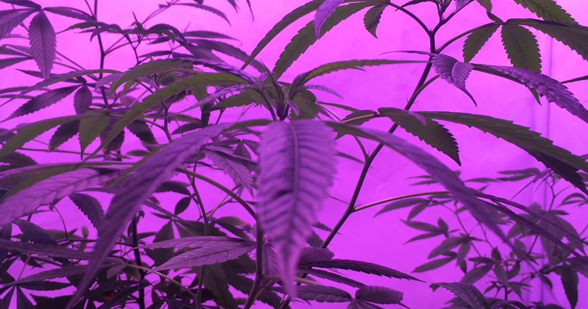 ETFMG Alternative Harvest ETF Announces Quarterly Dividend