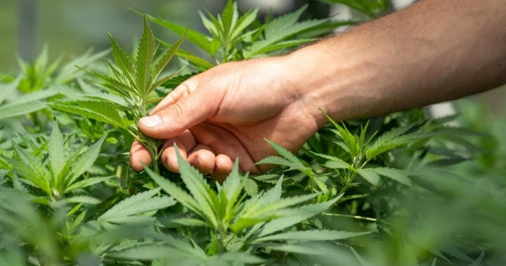 Is Your Cannabis Organic? Understanding Clean Cultivation