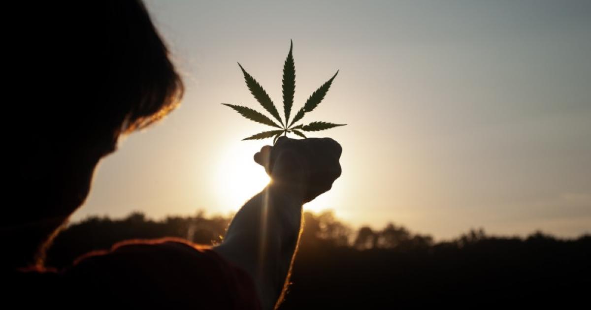 New Zealanders Finally Vote On Recreational Cannabis Legalization