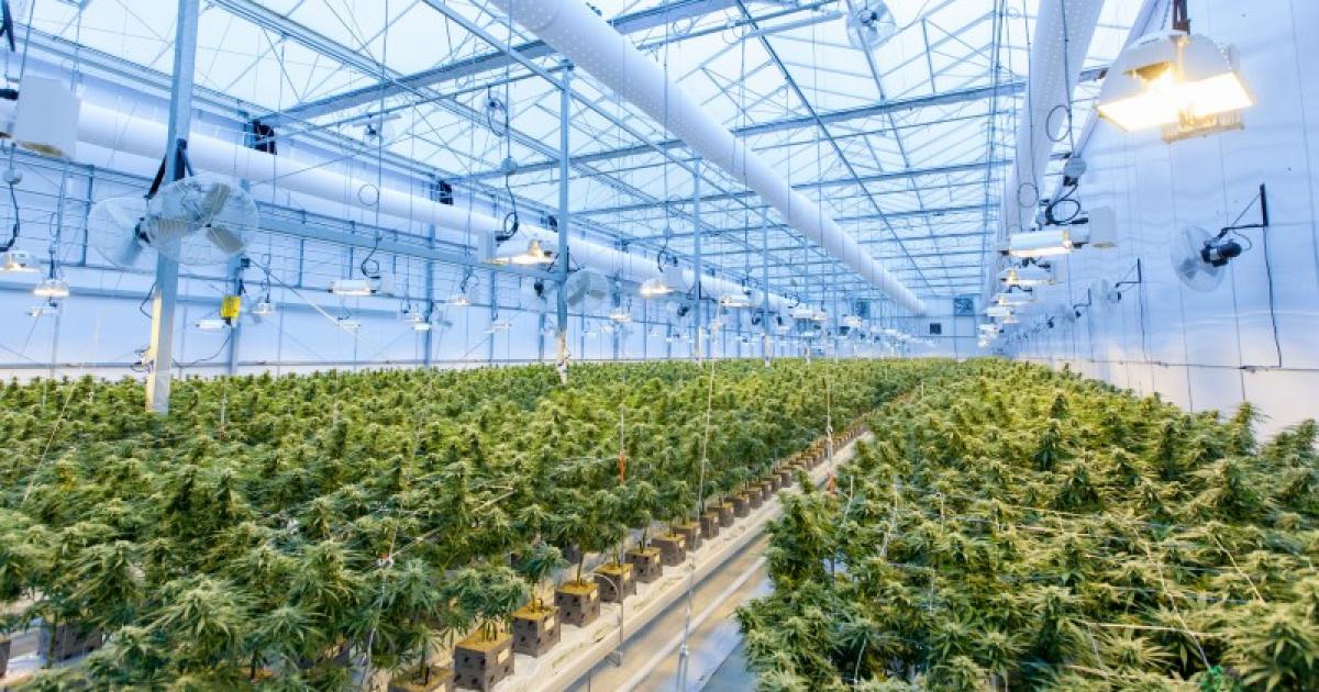 10 Best Places To Start A Cannabis Business In The U.S.