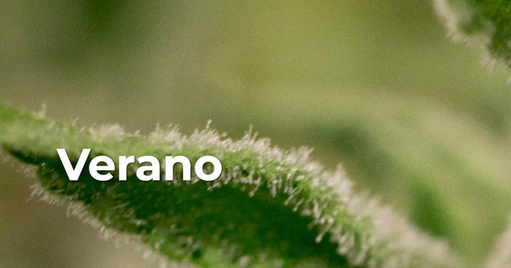 Verano To Go Public In Canada Via RTO, Launches A Subscription Receipt Offering