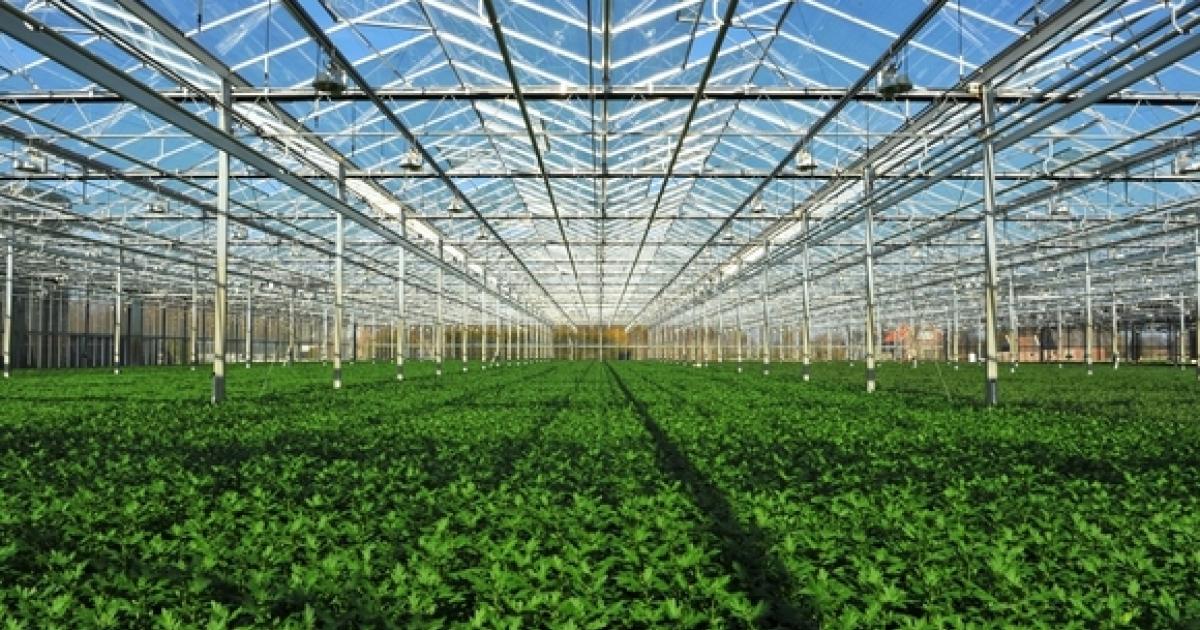Earnings Update: Village Farms With Pure Sunfarms, InMed Pharmaceuticals, THC BioMed Release Financial Results