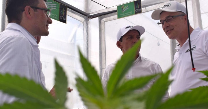 Exclusive: Vinzan International Announces Cannabis Acquisition, Formation Of Vinzan Colombia