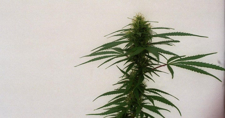 The Cannabis Catch-22: Is Marijuana The Cure-All We Want It To Be?