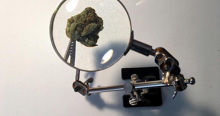 Harvard Researchers To Explore Cannabis As Medicine For Less-Affluent Nations Harvard Researchers To Explore Cannabis As Medicine For Less-Affluent Nations