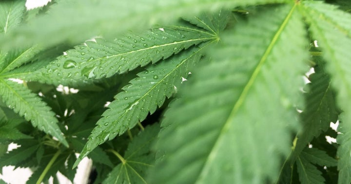 Extraction Lab Hemp Synergistics Gets $1.5M Seed Investment