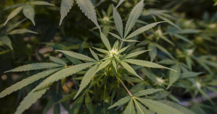 Cannabis Suppositories 101: An Intro To An Effective And Efficient Way To Consume Marijuana