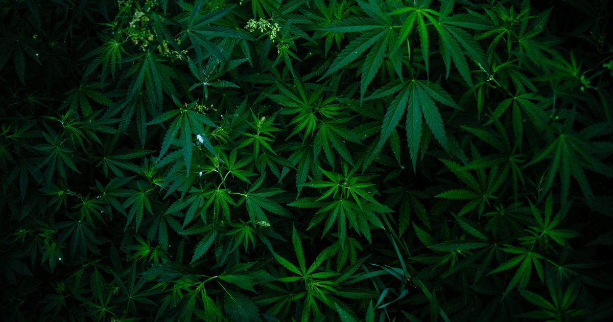 Cannabis Stocks Gainers and Losers from June 28