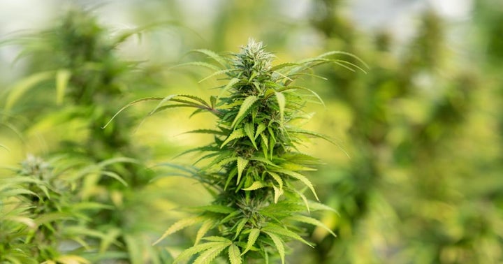 No License? No problem! Three Ways To Get Your Cannabis Product On Shelves Near You